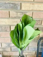 Fiddle Fig Spray