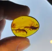 A101 BU1108 Large Oxidized Silverfish spider mites Burmese Amber Myanmar ~99mya