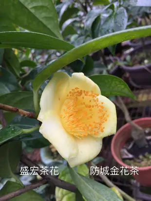 【盛宏茶花】茶花品種︱NK原棵茶花1呎1吋盆︱防城金花茶NK250-2