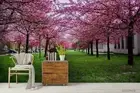 3D Spring Sakura Wallpaper Wall Mural Removable Self-adhesive 348