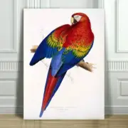 EDWARD LEAR - Red & Yellow Macaw - CANVAS ART PRINT POSTER - Parrot Bird -12x8"