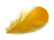 80 Feathers - Golden Yellow Goose Coquille Loose Plumage Halloween Wedding Art