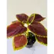 彩葉草 2.5寸黑軟盆 多種顏色