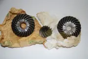 OEM Evinrude Johnson Gearset 5001582