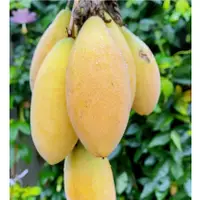 在飛比找蝦皮購物優惠-💯正品【香蕉百香果種子】百香果種子 四季水果 台灣滿天星 黃