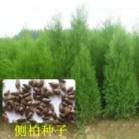 在飛比找蝦皮購物優惠-種子 新采側柏種子 柏樹種子 灑金柏檜柏塔柏圓柏刺柏黃柏扁柏