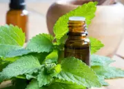Melissa Leaf Essential Oil. Melissa Oil. Lemon Balm Extract-Melissa officinalis