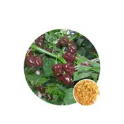 Chilli Habanero Chocolate - Seed Packet - Organic Seeds - Spring - Summer