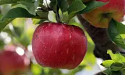 Buy Apple Red Delicious, Grafted Apple Fruit Tree (Malus domestica)