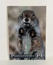 Groundhog’s Day Punxsutawney Phil Postcard Punxsutawney PA Groundhog