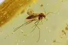 Nice Fungus gnat Mycetophilidae and More. Fossil insects in Baltic amber #12255