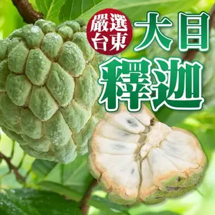 【雪莉朵辣嚴選】重量級 台東大目釋迦(九斤小果)x1盒(下單後5個工作出貨)