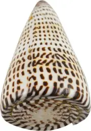 3 Lettered Cone Polished Craft Shells 3-4" (Set of 3)