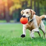 Auto Fetch Toy for Dogs | Rechargeable Battery - Upto 30ft Launch Distance & Motion Senser | Green Color Interactive Ball Fetch Throw Machine with 6 Tennis Balls