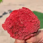 34G Natural Red coral reef Cluster Ocean Mineral Crystal Specimen
