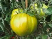 TOMATO 'Evergreen' seeds