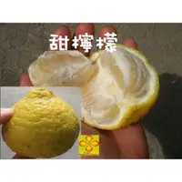 在飛比找蝦皮購物優惠-╭☆東霖園藝☆╮水果苗(三寶柑)(檸檬柑))甜檸檬--檸檬的