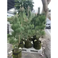 在飛比找蝦皮購物優惠-常綠喬木日本黑松盆栽 1尺美植袋 樹型優美