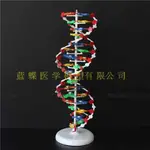 (MD-B_1554)DNA結構模型 大號 雙螺旋結構 高中生物 教學儀器