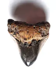 INCREDIBLE PYRITE TOOTH HIGHLY POLISHED WITH AWESOME COLOURS A RARE TOOTH