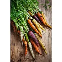 在飛比找蝦皮購物優惠-彩虹胡蘿蔔種子Rainbow Carrots~精選優質品種，