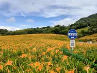 在飛比找雄獅旅遊優惠-旅展優惠｜鐵道旅遊｜赤柯山金針花、龍貓隧道、太巴塱原民體驗、