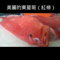 在飛比找蝦皮購物優惠-【澎湖直送】野生東星斑 野生紅條 新鮮魚貨乾淨處理產地直送 