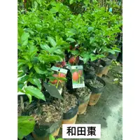 在飛比找蝦皮購物優惠-《花果山🐒》 -- 養生紅棗、黑棗、大果和田大棗 4.5吋盆