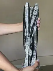 large Black Fossils Orthoceras Sculpture Tower @Morocco, 35 cm . hand carved