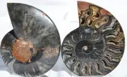 Large Black Ammonite Pair Great Crystals 110myo FOSSIL 117mm 4.6" 9363cc