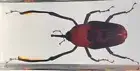 4.3" Real Giant Bamboo Weevil Beetle in Clear Resin Science Education Specimen