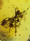 The ants fight burmite Cretaceous Amber fossil dinosaurs era