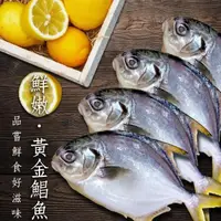 在飛比找momo購物網優惠-【頤珍鮮物】鮮嫩黃金鯧魚6尾入(250g/尾)