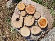 Wooden Log Discs #3 Wood Slices 2-11cm Round Wedding Coasters Saw cuts for DIY