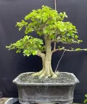 Bonsai Cherry Barbados | Bonsai Premna | Bonsai Juniperus | Bonsai Size Medium