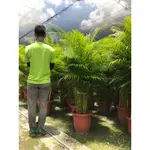 黃椰子  觀葉植物 耐陰植物  南洋風  淨化空氣的優質室內植物