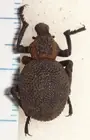 Curculionidae Brachycerus sp.19.3mm Zambia #58G African Weevil Beetle Insect Bug