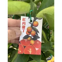 在飛比找蝦皮購物優惠-『宥植栽&果苗』紅肉甜丁 紅肉柳丁 嫁接苗