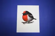 Mike Mitchell Fat Bird Red Capped Robin Mondo