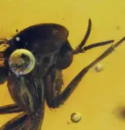 Detailed Nematocera (Fungus Gnat), Fossil Inclusion in Dominican Amber