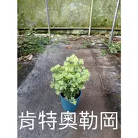 在飛比找蝦皮購物優惠-花草巷弄 5吋盆 // 肯特奧勒岡 // 香草料植物