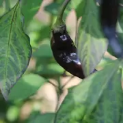 Chilli - Yaki Blue seeds
