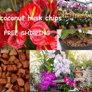 Ceylon Organic Dry Coconut Husk Fiber Chips Coco Coir Chips Anthurium Orchid etc