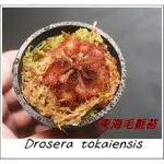 <美心花園>食蟲植物 毛氈苔 東海毛氈苔 東海茅膏菜 DROSERA TOKAIENSIS(瓶子草，捕蠅草，捕蟲堇)生態