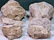 Coquina, Fossils, Coral/Shells, Arts Crafts. Etching, History, 6 LBS, 5 OZ, #731