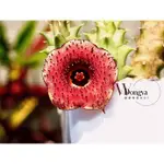 蘿藦多肉植物467HUERNIA“STRAWBERRIES PANCAKE CL2“(WDY’S HYB.)草莓鬆餅