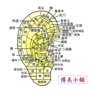 <博美小舖> 團購 (新版)王不留行耳穴貼40片 送(價值120元 圖解觀耳辨病一本) 耳豆貼 耳貼(附耳穴圖)