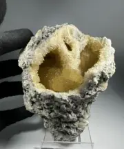 WATCH VIDEO Big Calcite Conch Crystal Shell Fossil Pseudomorph Rucks Pit Florida