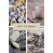 4 Pack Isopod Box Panda King, Papaya, Orange Dalmation, Oniscus Assellus 10+ EA