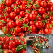 Tomato - Tomme Toe seeds